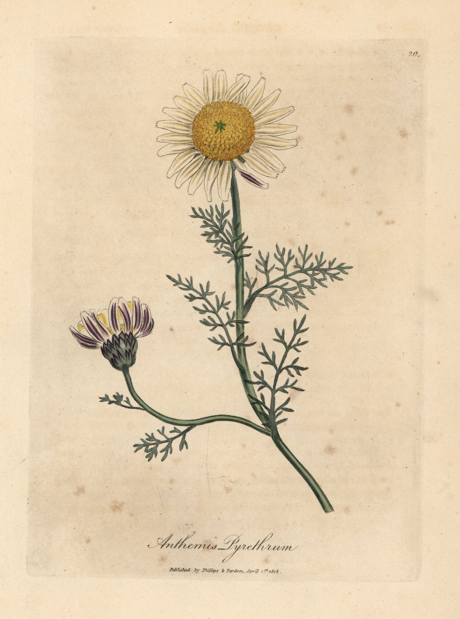 Beyaz ve sarı İspanyol papatyası, Anthemis pyretrum by James Sowerby