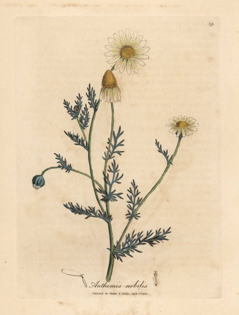 Beyaz ve sarı çiçekli papatya, Anthemis nobilis by James Sowerby