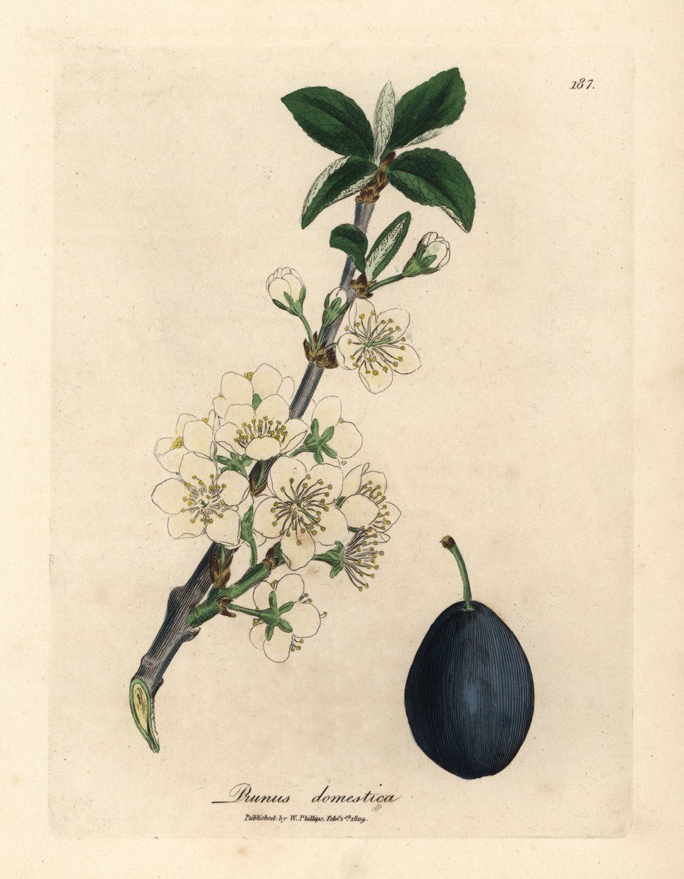 Erik veya kuru erik ağacının beyaz çiçeği ve meyvesi, Prunus domestica by James Sowerby