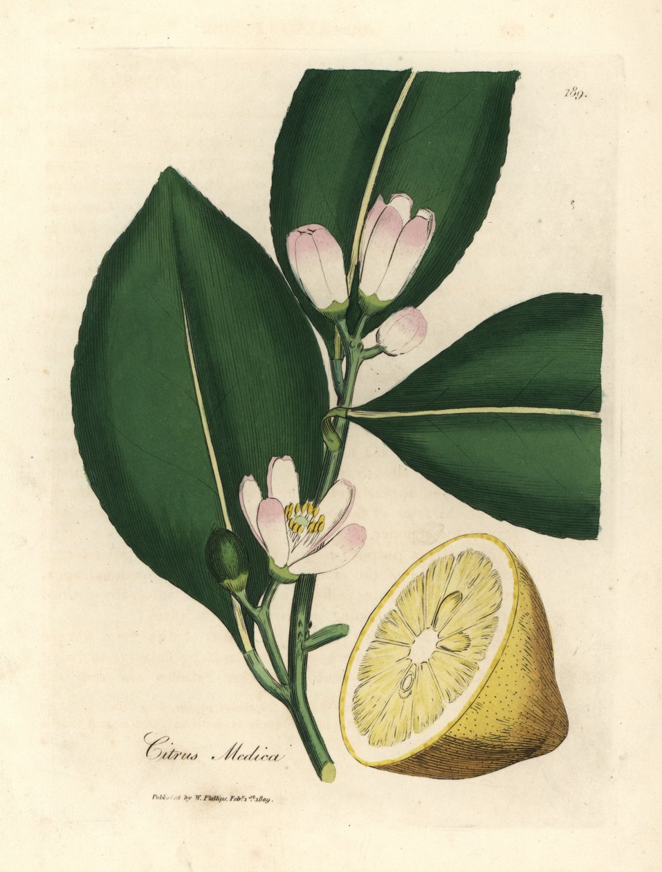 Limon ağacının beyaz çiçeği ve olgun meyve bölümü, Citrus medica by James Sowerby
