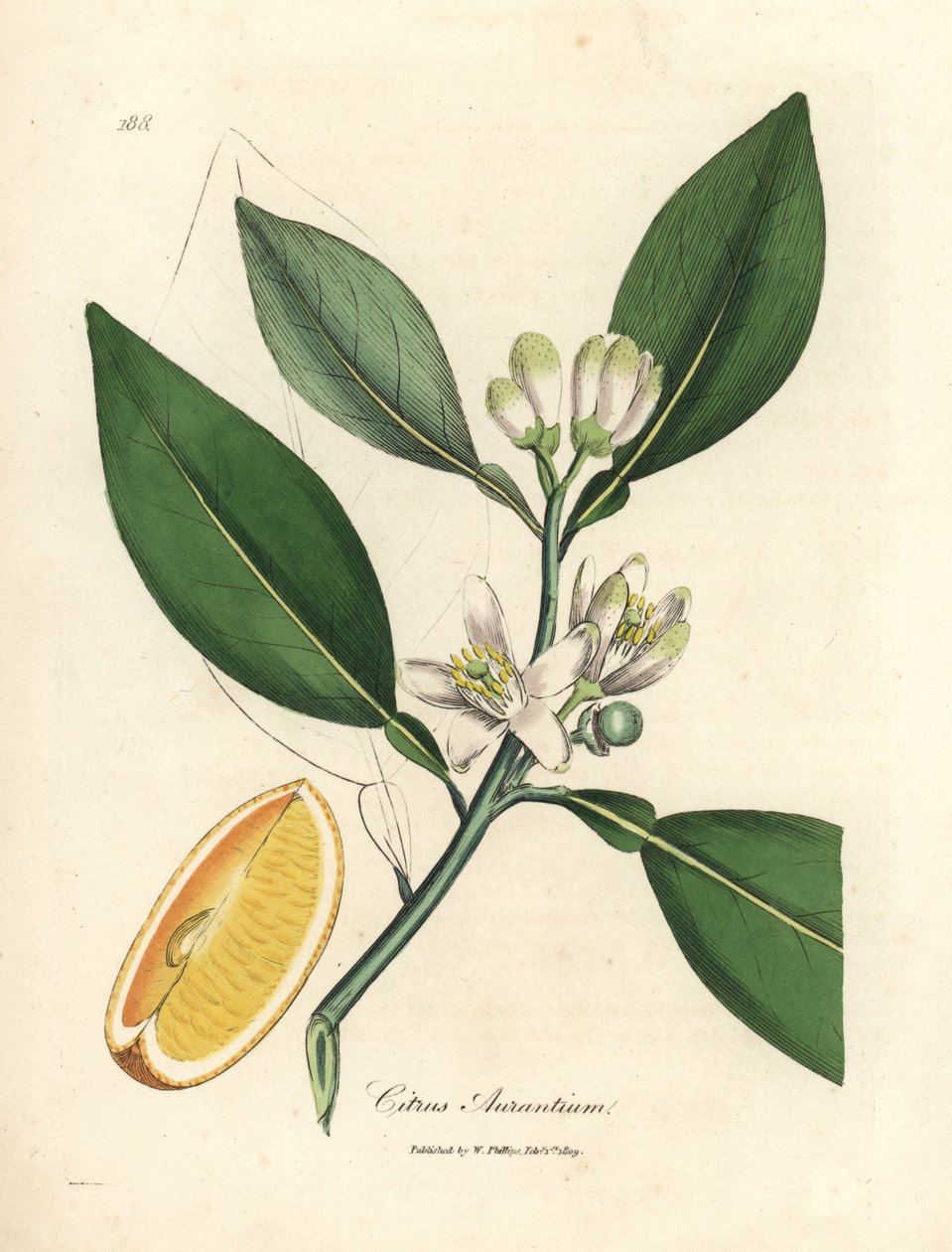 Portakal ağacının beyaz çiçeği ve olgun meyve bölümü, Citrus aurantium by James Sowerby