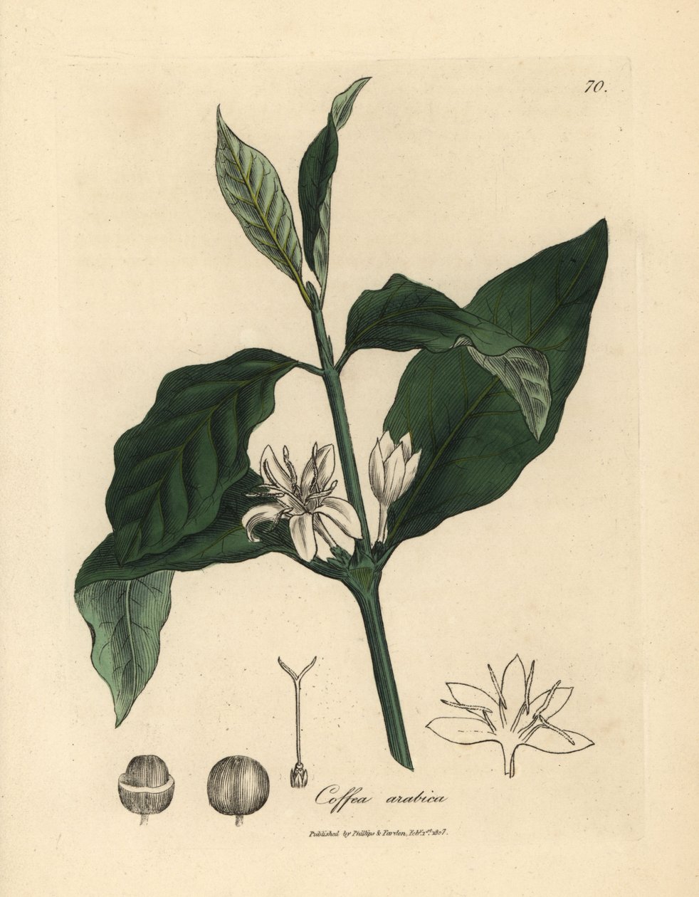 Beyaz çiçek, yapraklar ve kahve bitkisinin çekirdeği, Coffea arabica by James Sowerby