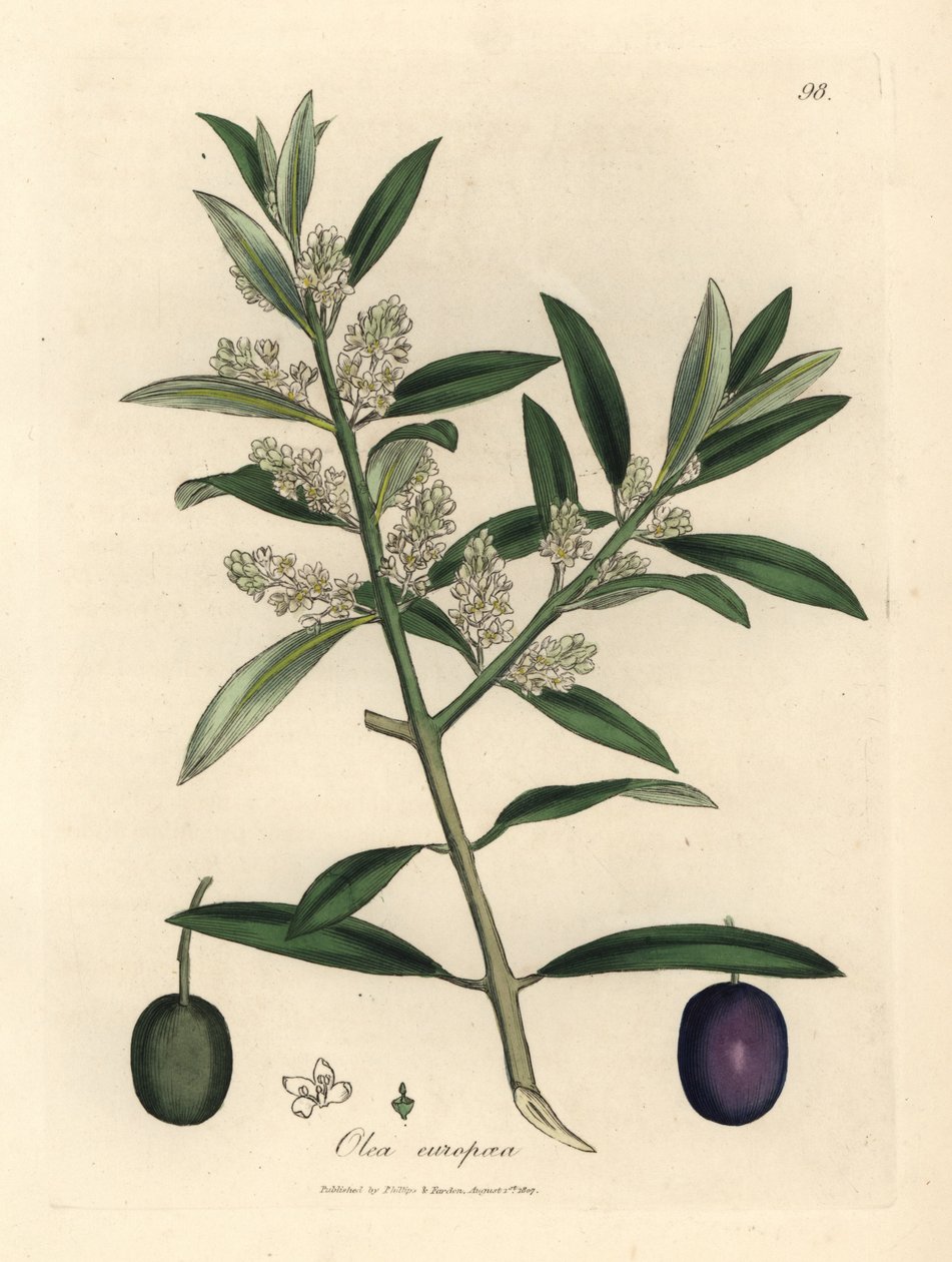Meyveli beyaz çiçekli Avrupa zeytin ağacı, Olea europaea by James Sowerby