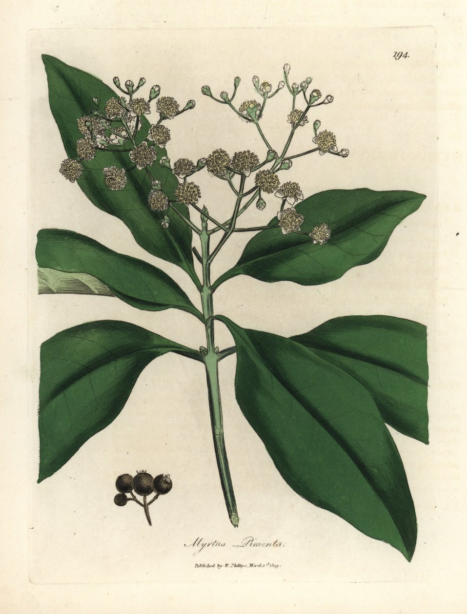 Beyaz çiçekli baharat ağacı, Myrtus pimenta by James Sowerby