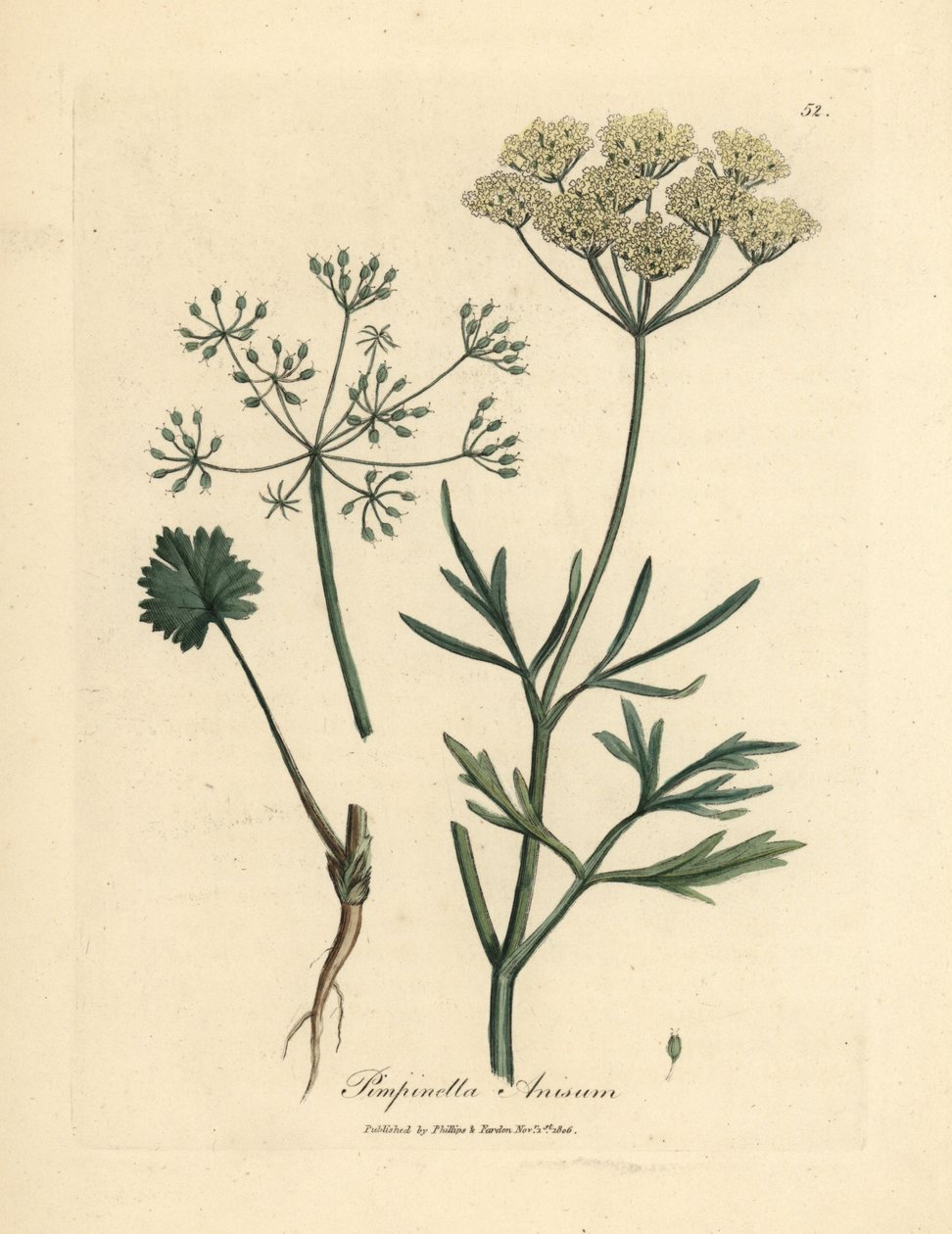 Beyaz çiçekli anason, Pimpinella anisum by James Sowerby