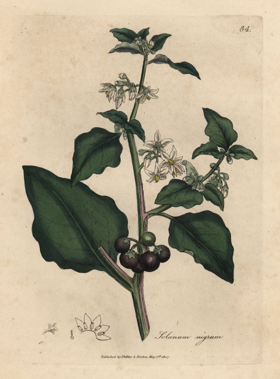 Beyaz çiçekli, siyah dut, bahçe itüzümü, Solanum nigrum by James Sowerby