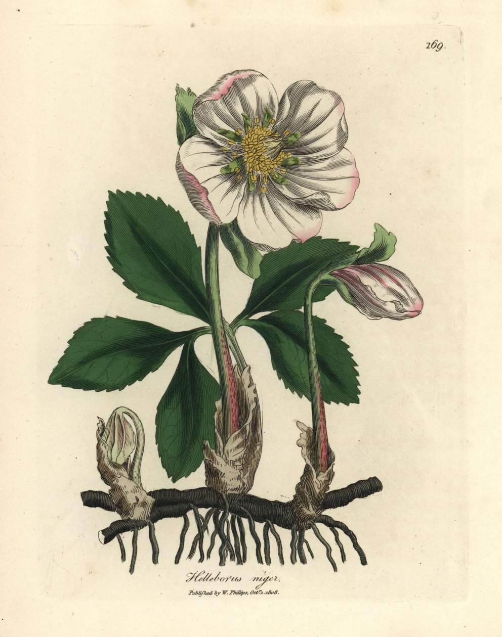 Beyaz çiçekli karaca ot veya Noel gülü, Helleborus niger by James Sowerby