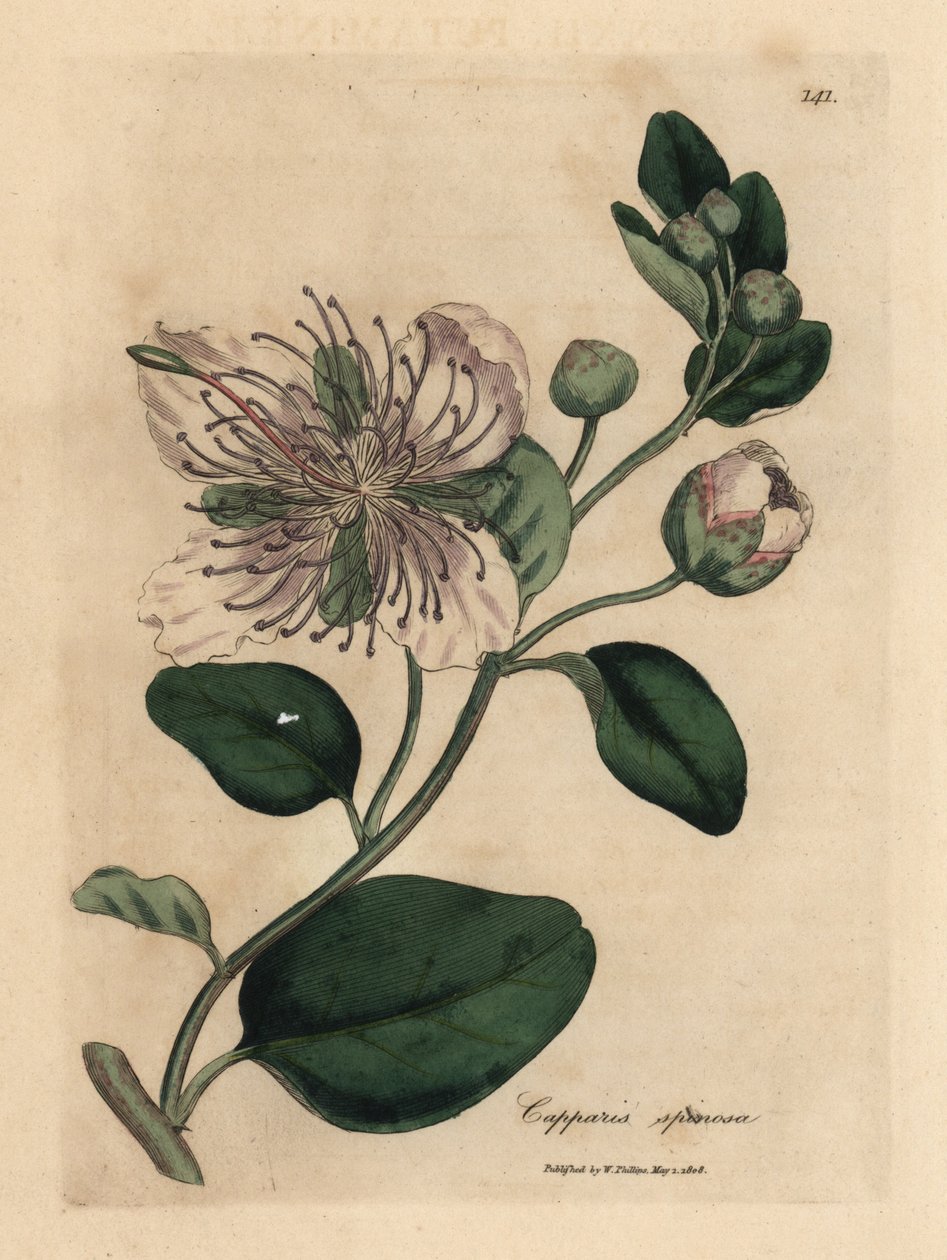 Beyaz çiçekli kapari çalısı, Capparis spinosa by James Sowerby
