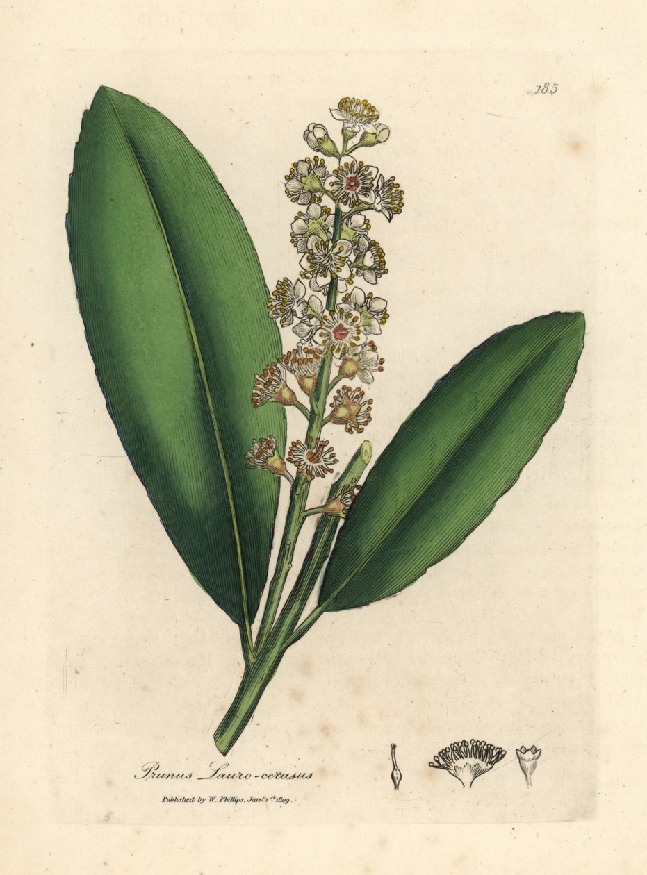 Beyaz çiçekli kiraz defne ağacı, Prunus laurocerasus by James Sowerby