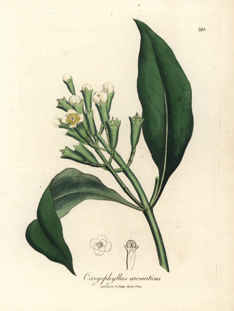 Beyaz çiçekli karanfil baharat ağacı, Caryophyllus aromaticus by James Sowerby
