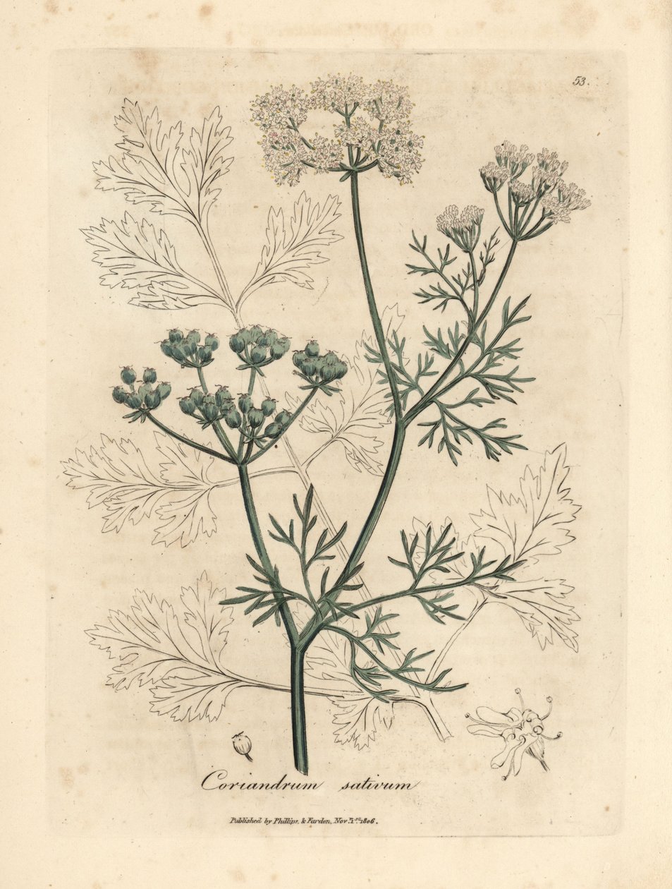 Beyaz çiçekli kişniş, Coriandrum sativum by James Sowerby