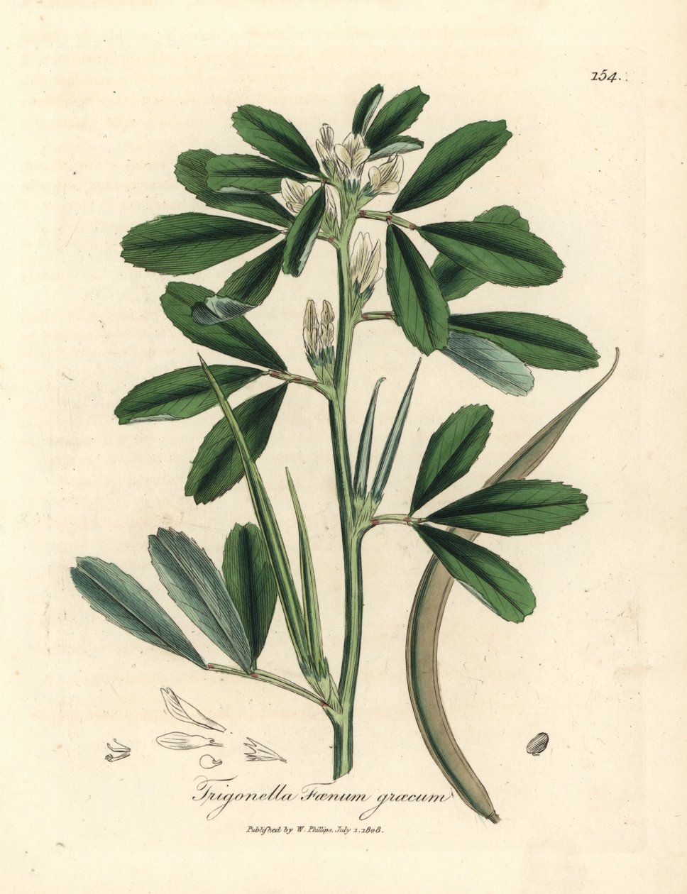 Tohum kabuklu beyaz çiçekli çemen otu, Trigonella foenum graecum by James Sowerby