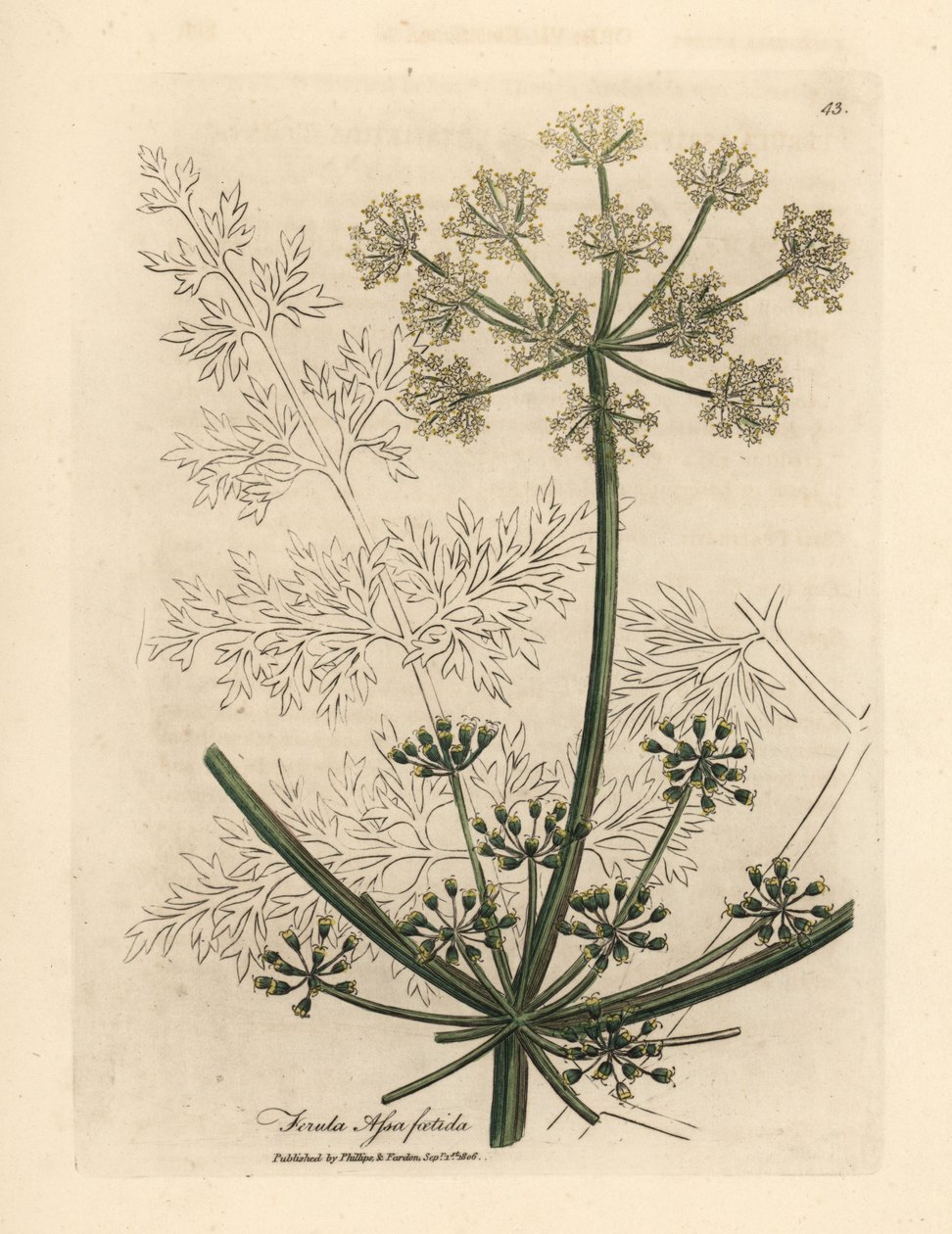 Beyaz çiçekli dev rezene veya asafoetida, Ferula assafoetida by James Sowerby