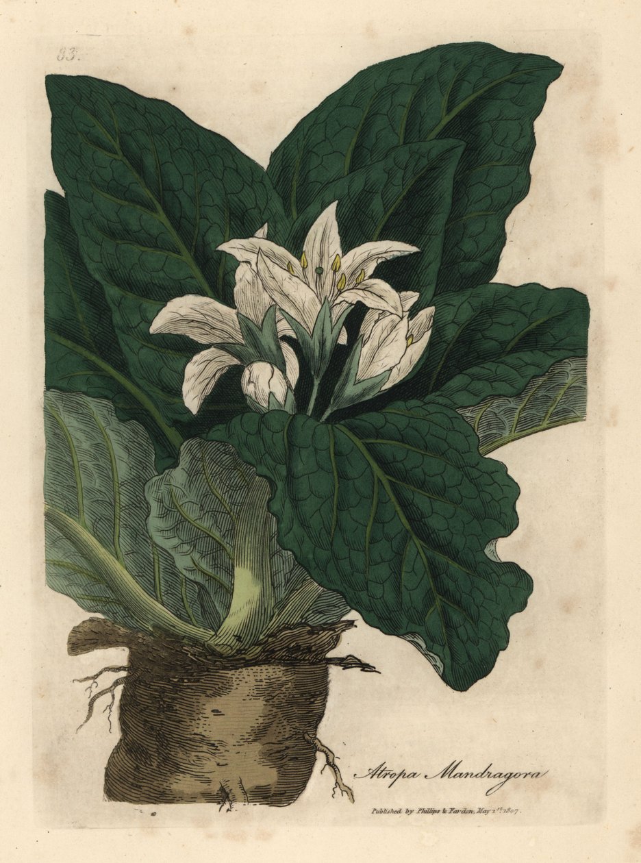 Beyaz çiçekli mandrake, Atropa mandragora by James Sowerby