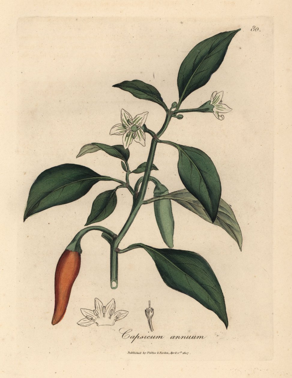 Beyaz çiçekli, kırmızı beç biberi, Capsicum annuum by James Sowerby