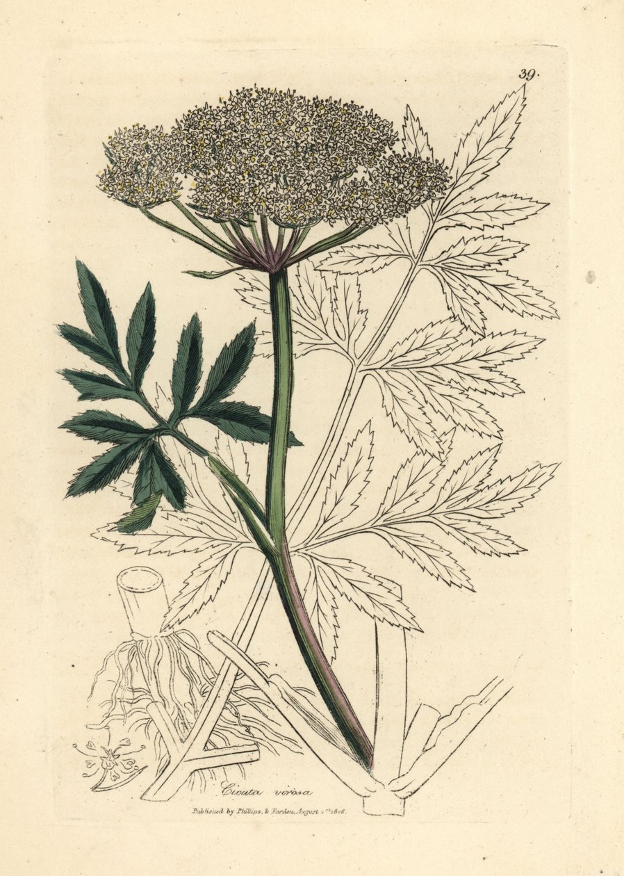 Beyaz çiçekli baldıran otu, Cicuta virosa by James Sowerby