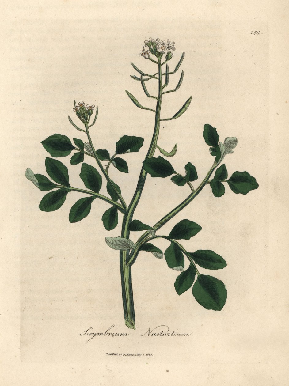 Beyaz çiçekli su teresi, Sisymbrium nasturtium by James Sowerby