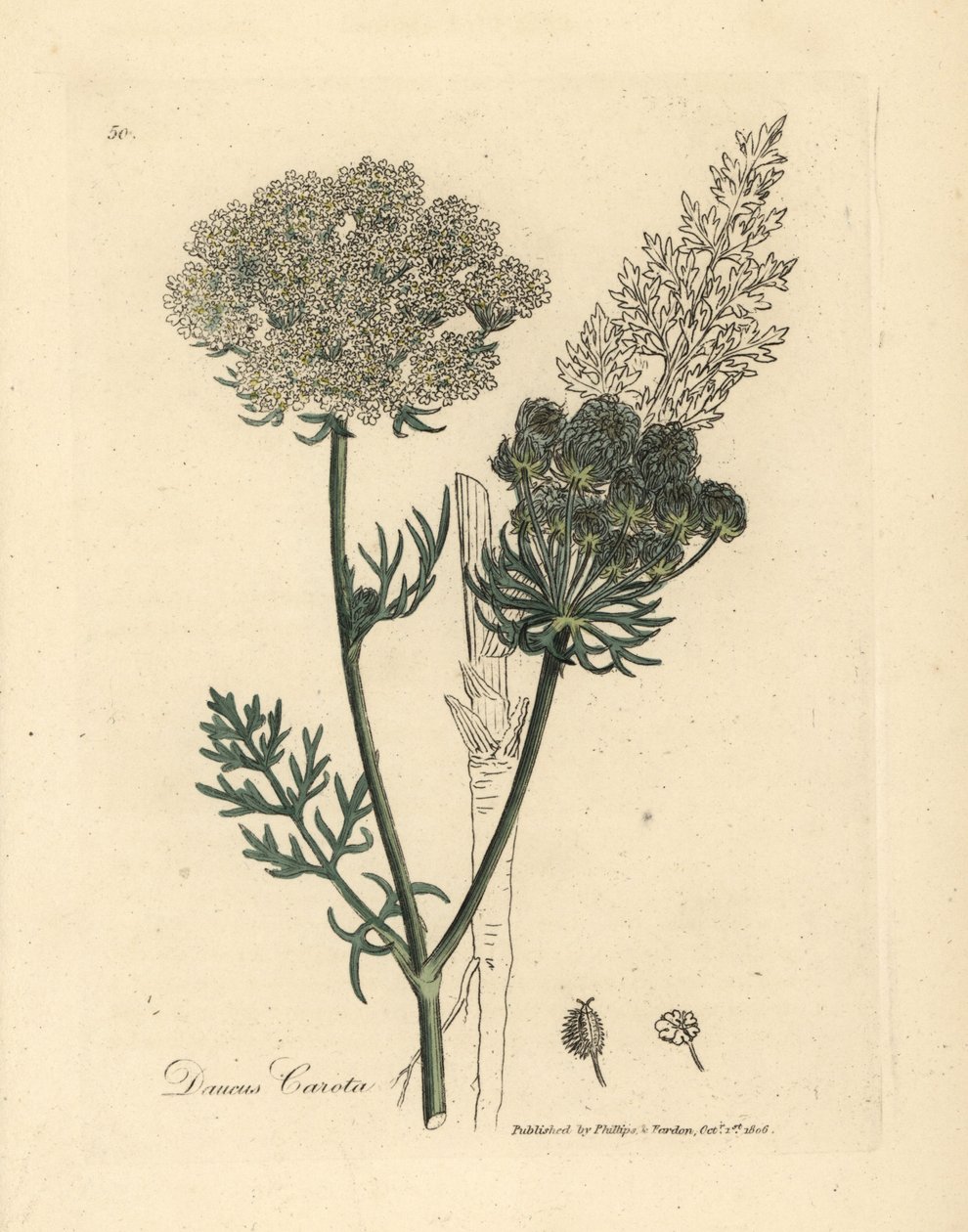 Beyaz çiçekli yabani havuç bitkisi, Daucus carota by James Sowerby