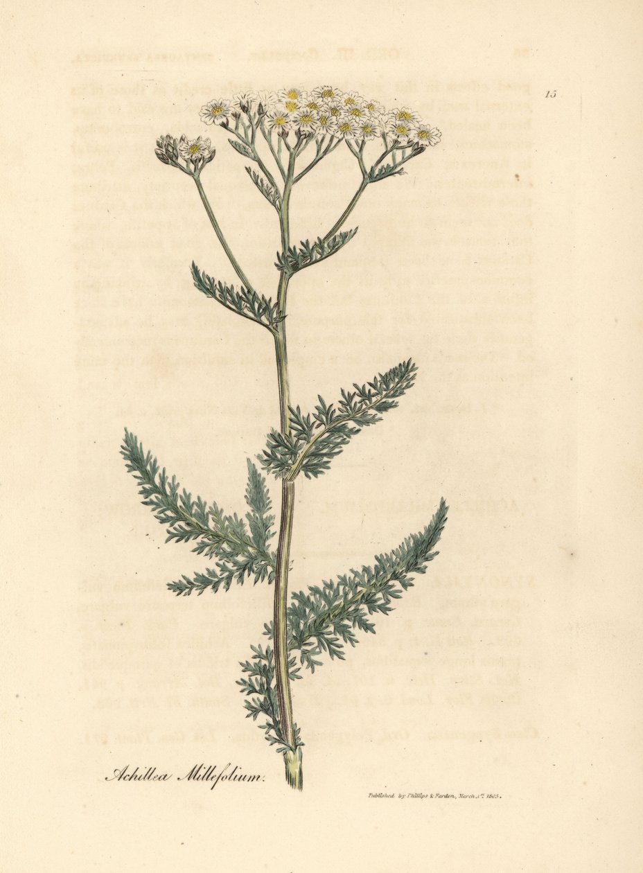 Beyaz çiçekli civanperçemi veya civanperçemi, Achillea millefolium by James Sowerby