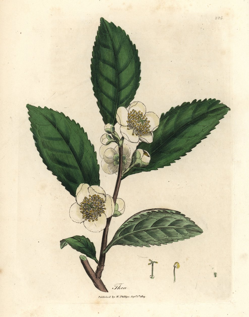 Beyaz çiçekler ve yeşil çay yaprakları, Thea bohea, Camellia sinensis by James Sowerby