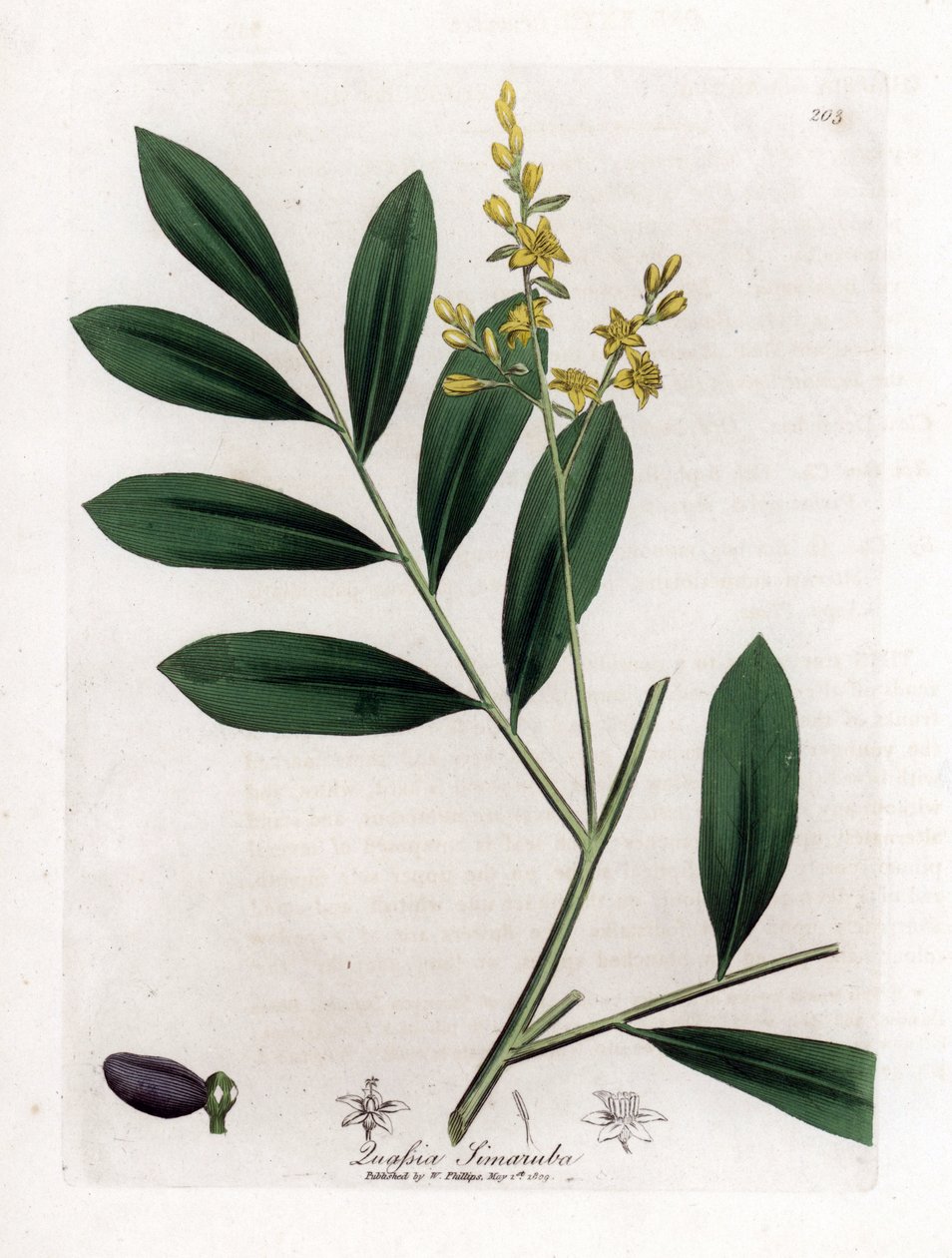 Beyaz maun veya marupa - Simaruba, Simarouba amara. William Woodville'den James Sowerby ve Sir William Jackson Hooker'ın “” Medical Botany,” John Bohn, Londra'dan yaptığı bir botanik illüstrasyondan elle boyanmış bakır levha gravürü by James Sowerby