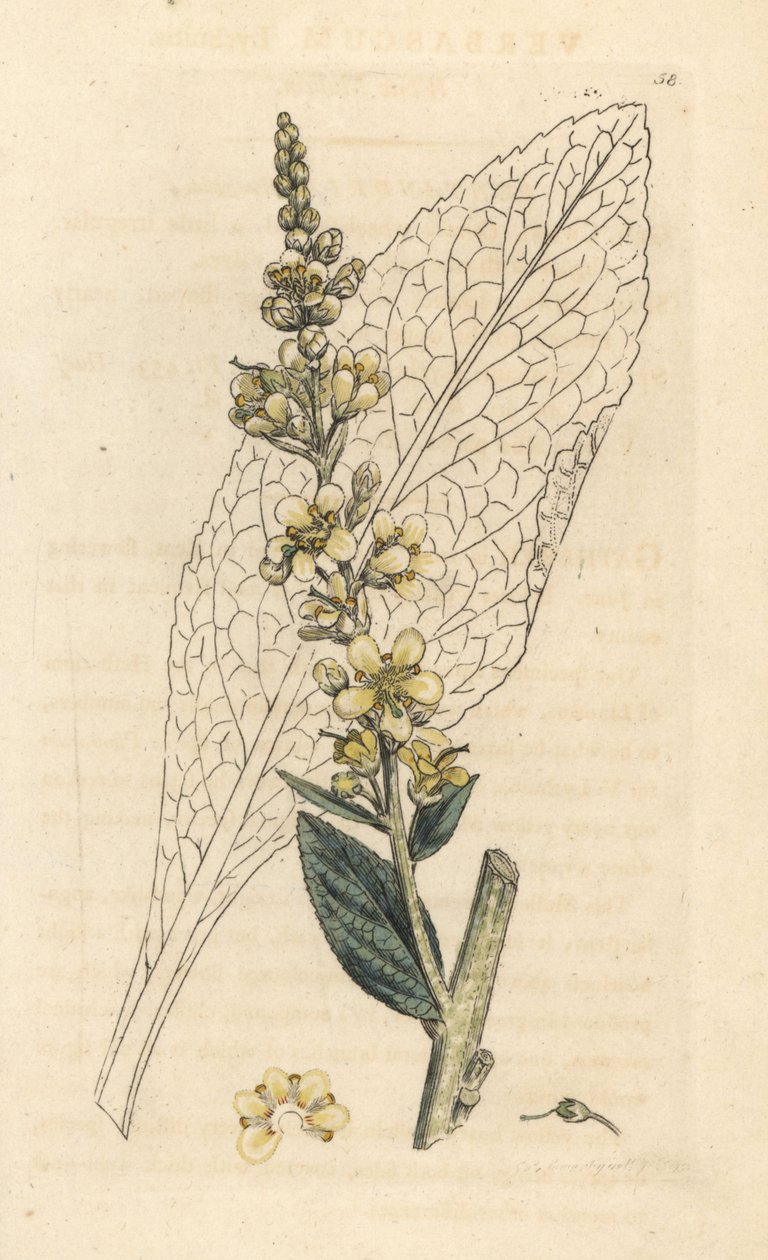 Beyaz sığırkuyruğu, Verbasum lychnitis (molene) James Smith's English Botany, Londra'dan James Sowerby tarafından yapılan bir illüstrasyondan sonra elle boyanmış bakır levha gravürü by James Sowerby