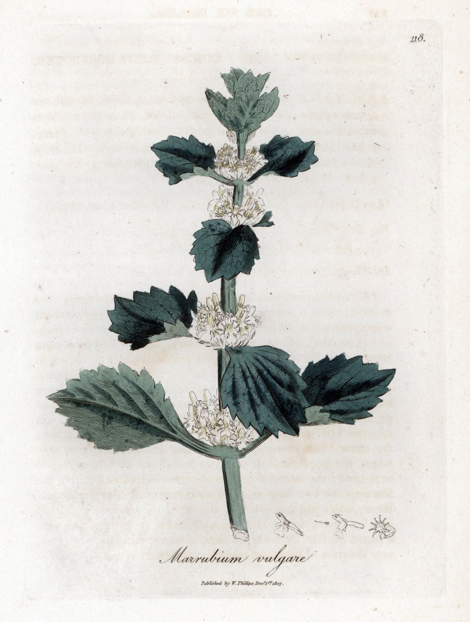 Beyaz veya marrube - Beyaz tazı, Marubium vulgare. William Woodville'den James Sowerby ve Sir William Jackson Hooker'ın "" Medical Botany"," John Bohn, Londra'dan yaptığı bir botanik illüstrasyondan elle boyanmış bakır levha by James Sowerby