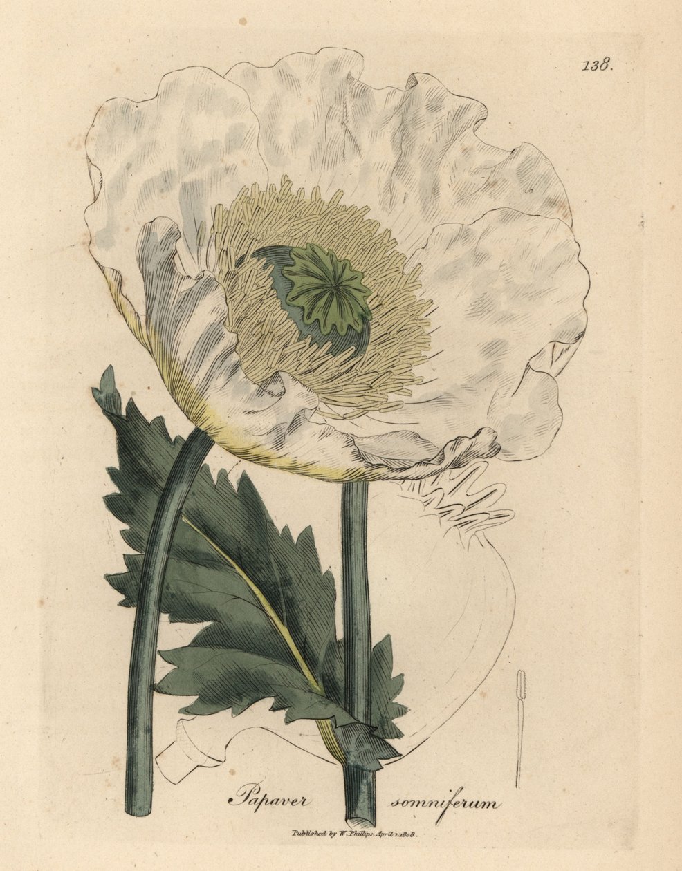 Beyaz gelincik, Papaver somniferum by James Sowerby