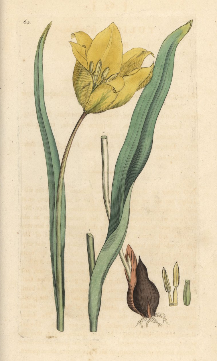 Yabani lale, Tulipa sylvestris (yabani lale) James Smith's English Botany, Londra'dan James Sowerby tarafından yapılan bir illüstrasyondan sonra elle boyanmış bakır levha gravürü by James Sowerby