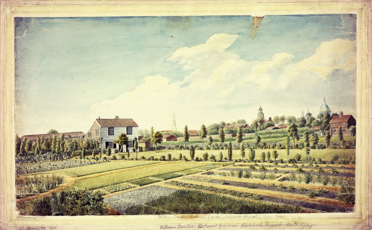 William Curtis