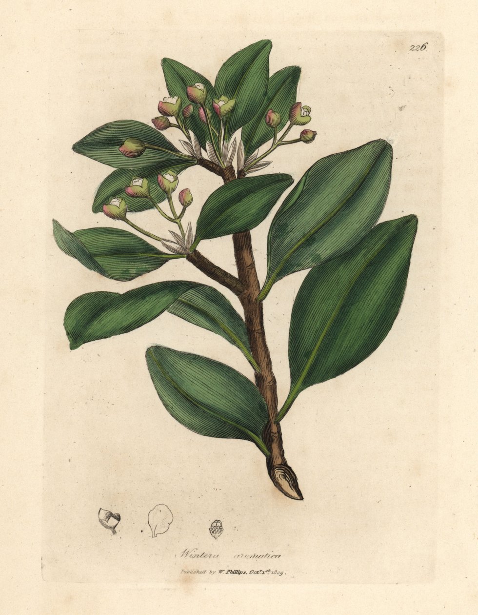 Kış kabuğu ağacı, Wintera aromatica, Drimys winteri by James Sowerby