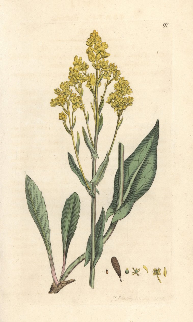 Woad, Isatis tinctoria (Pastel des dyers ou guede) James Sowerby'nin James Smith's English Botany, Londra'dan yaptığı bir illüstrasyondan sonra elle boyanmış bakır levha gravürü by James Sowerby