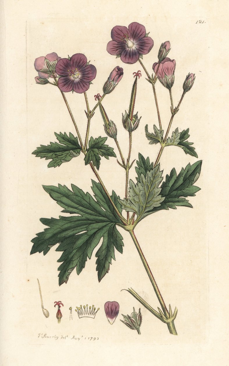 Ahşap turna gagası veya orman sardunyası, Sardunya sylvatium (ahşap sardunya) James Sowerby'nin James Smith's English Botany, Londra'dan yaptığı bir illüstrasyondan sonra elle boyanmış bakır levha gravürü by James Sowerby