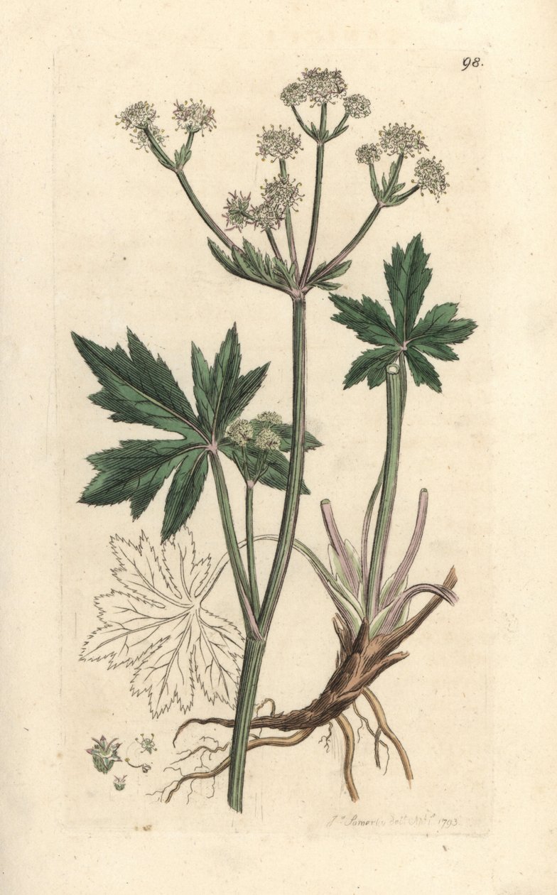 Ahşap sanicle, Sanicula europaea. James Smith's English Botany, Londra'dan James Sowerby tarafından yapılan bir illüstrasyondan sonra elle boyanmış bakır levha gravürü by James Sowerby