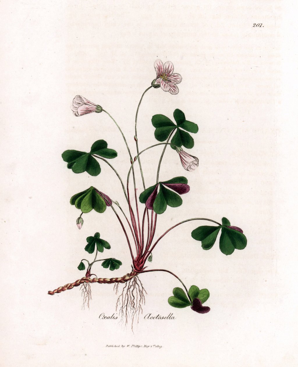 Tahta kuzukulağı veya odun okzalidi - Woodsorrel, Oxalis acetosella. William Woodville'den James Sowerby ve Sir William Jackson Hooker'ın "" Medical Botany"," John Bohn, Londra'dan yaptığı bir botanik illüstrasyondan elle bo by James Sowerby