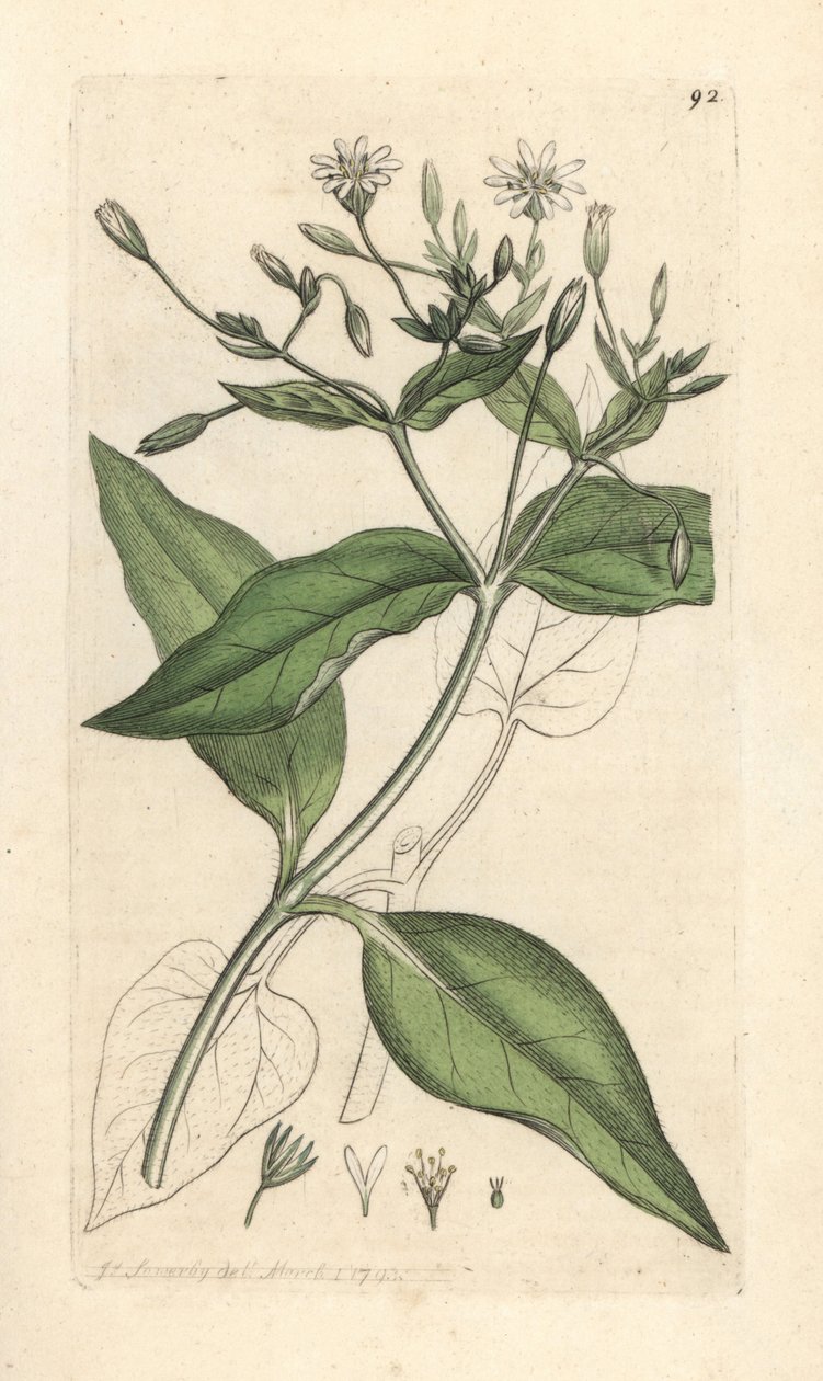Wood stichwort, Stellaria nemorum James Smith's English Botany, Londra'dan James Sowerby tarafından yapılan bir illüstrasyondan sonra elle boyanmış bakır levha gravürü by James Sowerby