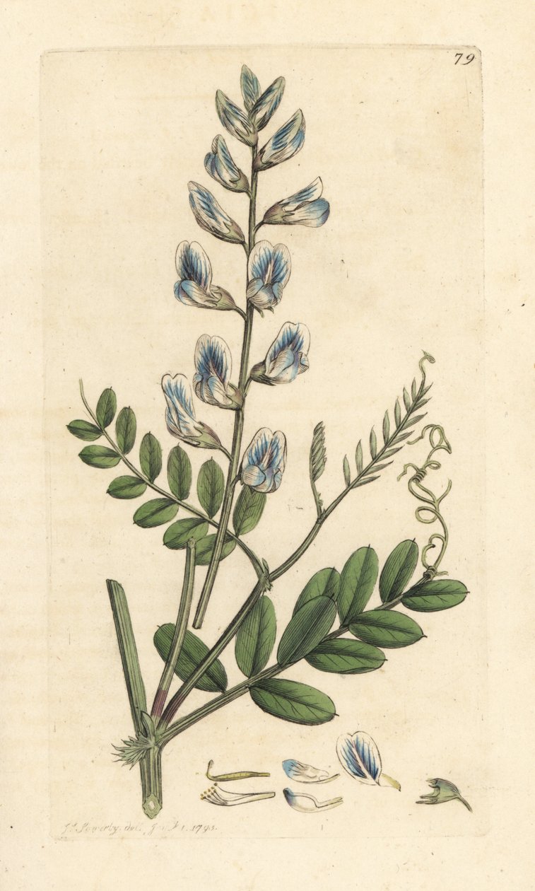 Ağaç fiğ, Vicia sylvatica (vesce des bois) James Sowerby'nin James Smith's English Botany, Londra'dan yaptığı bir illüstrasyondan sonra elle boyanmış bakır levha gravürü by James Sowerby