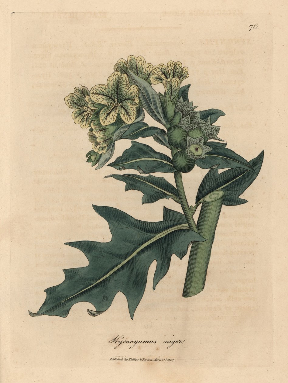 Sarı çiçekli siyah banotu, Hyoscyamus niger by James Sowerby