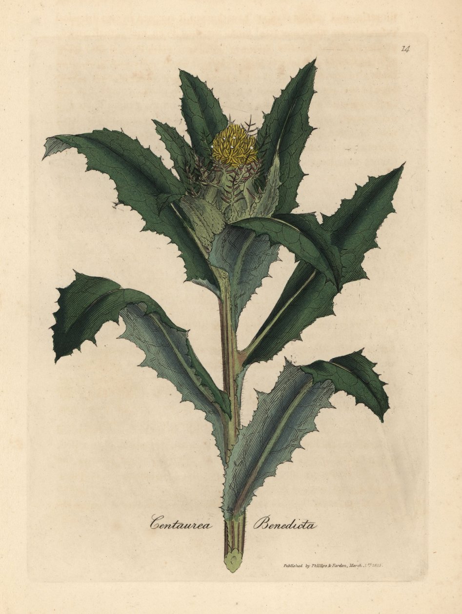 Sarı çiçekli kutsanmış veya kutsal devedikeni, Centaurea benedicta by James Sowerby