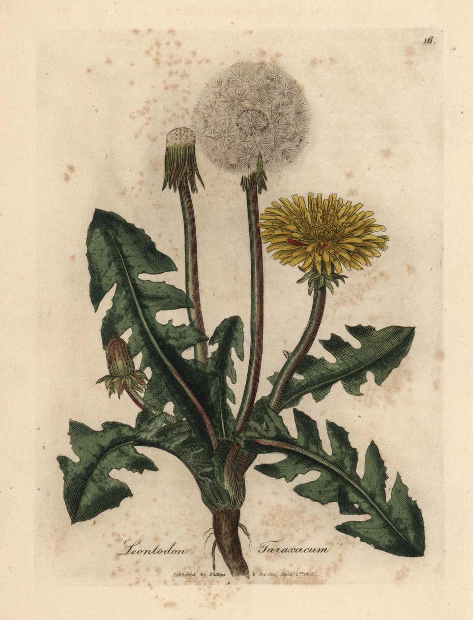 Sarı çiçekli karahindiba, Leontodon taraxacum by James Sowerby