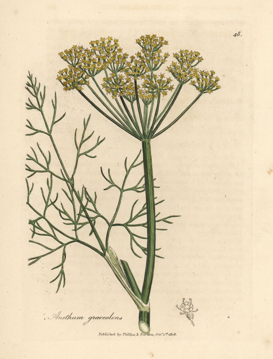 Sarı çiçekli dereotu, Anethum graveolens by James Sowerby