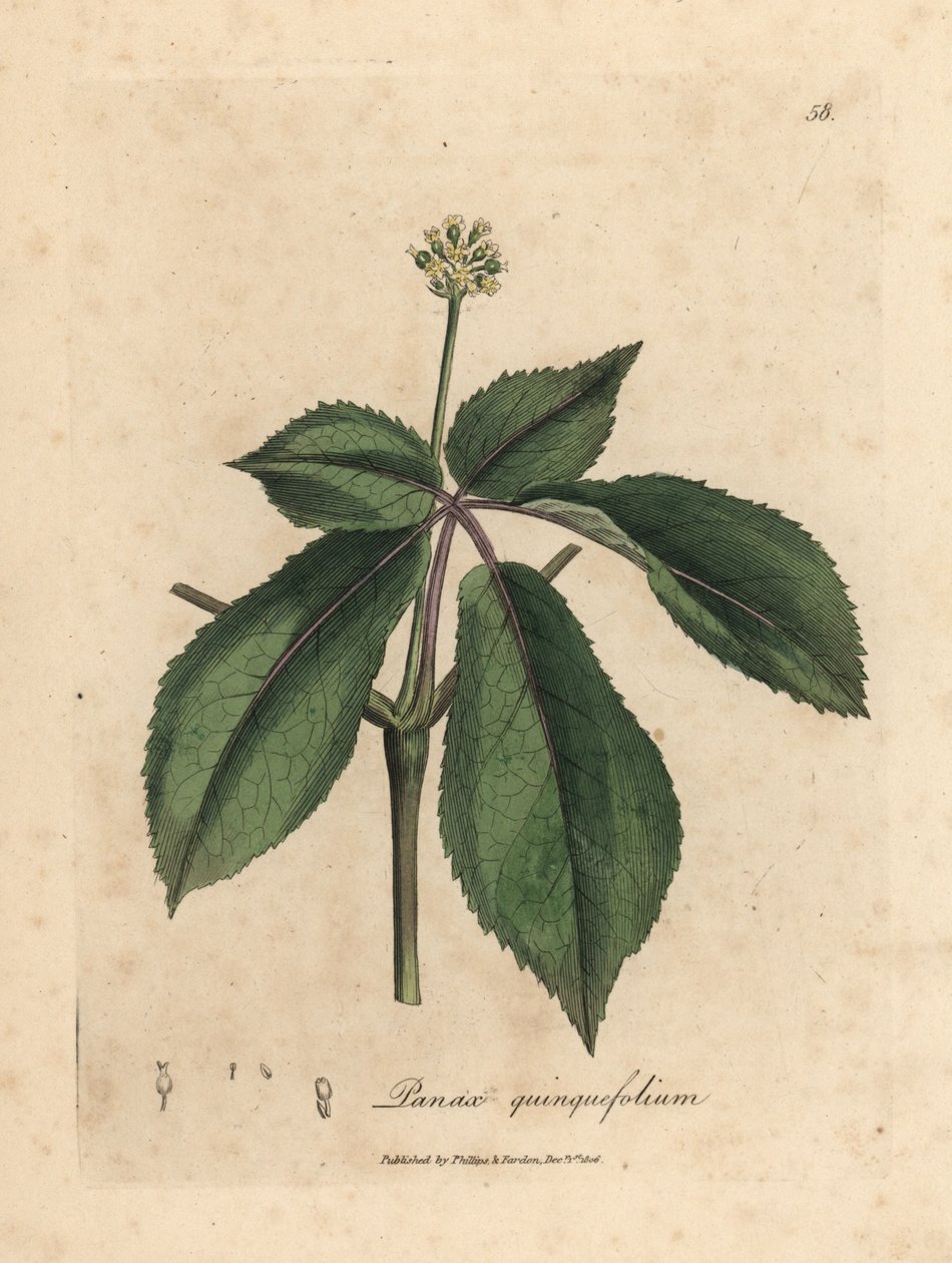 Sarı çiçekli ginseng bitkisi, Panax quinquefolium by James Sowerby