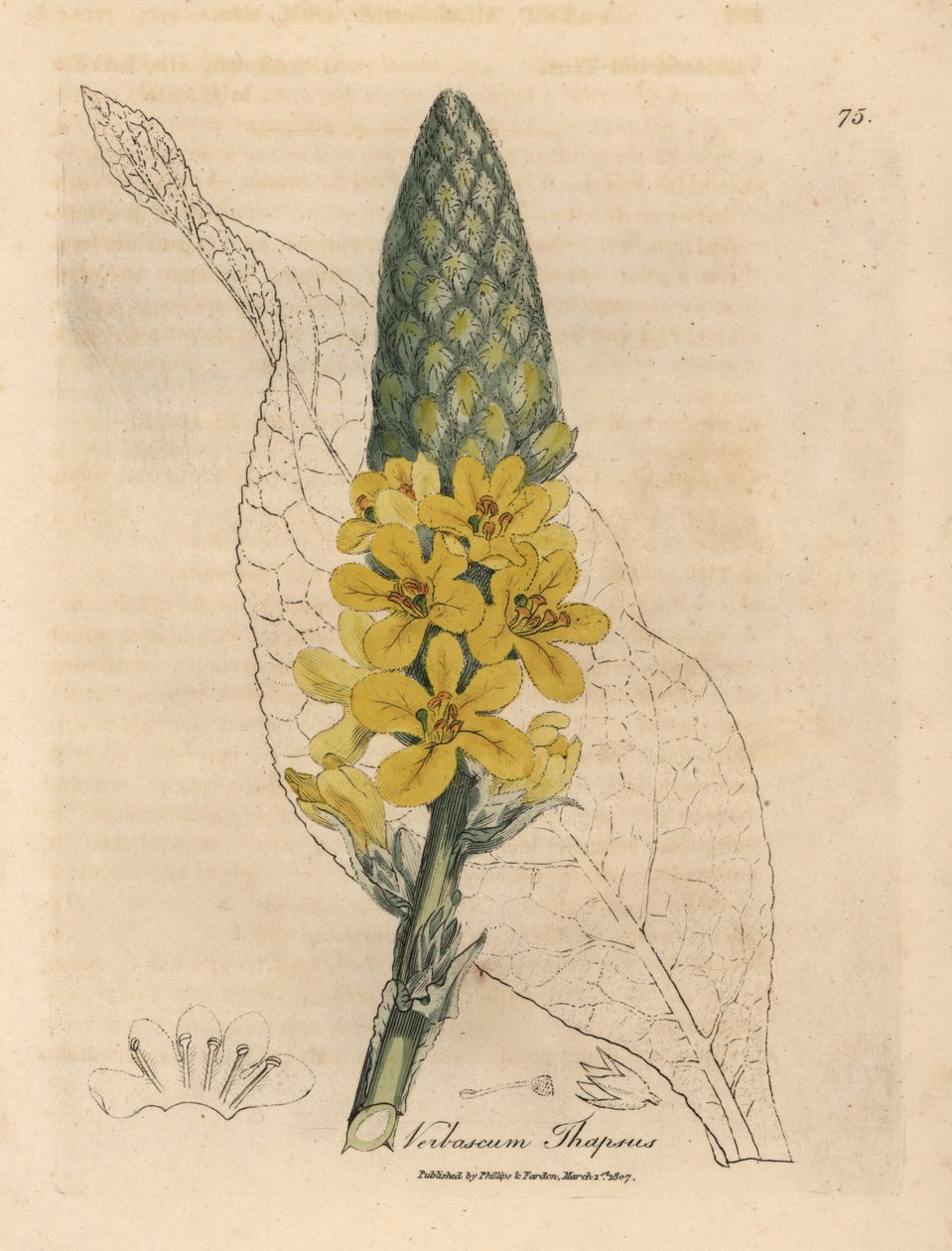 Sarı çiçekli büyük geniş yapraklı sığırkuyruğu, Verbascum thapsus by James Sowerby