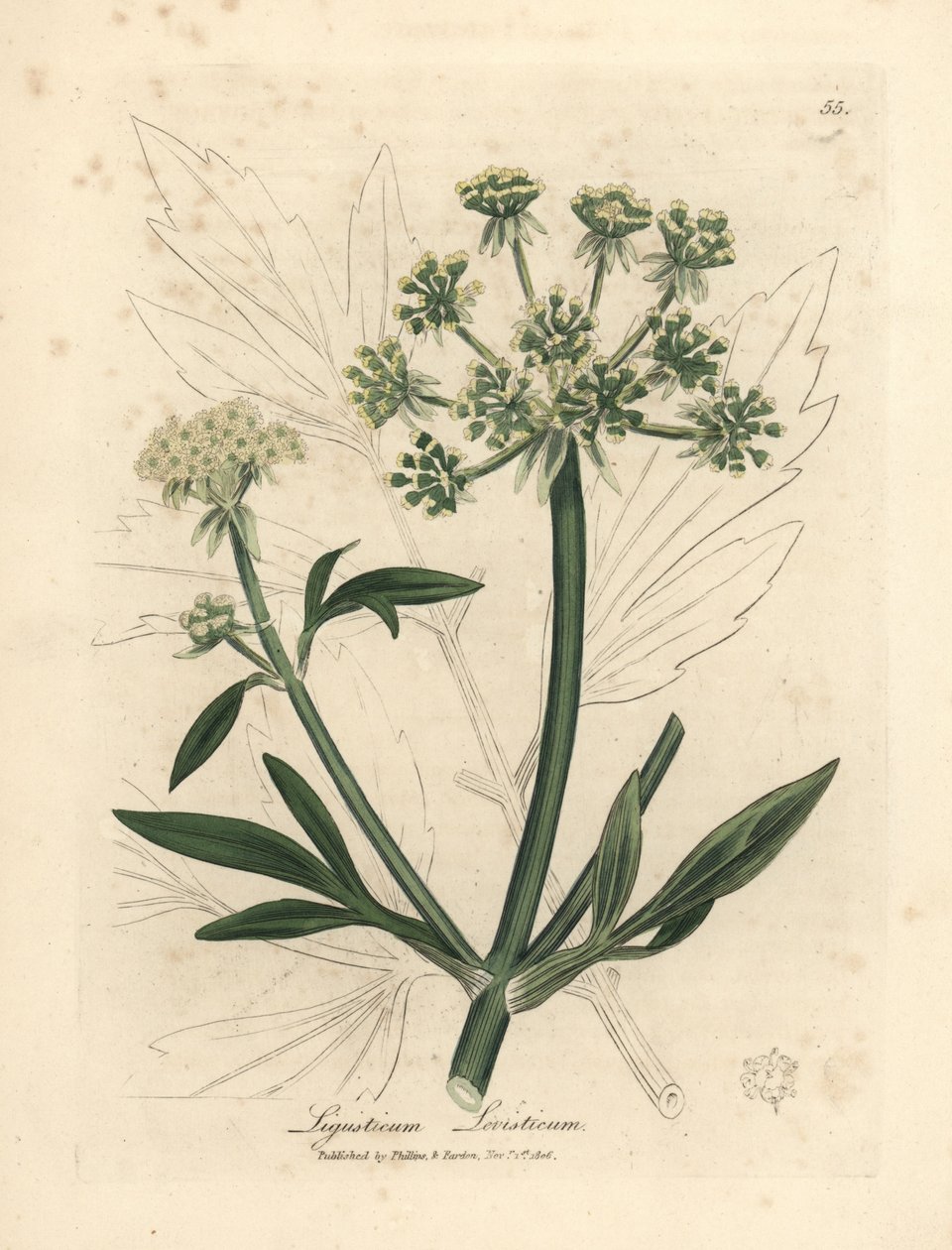 Sarı çiçekli selâmotu, Ligusticum levisticum by James Sowerby