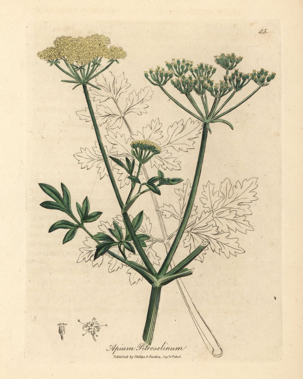 Sarı çiçekli maydanoz, Apium petroselinum by James Sowerby