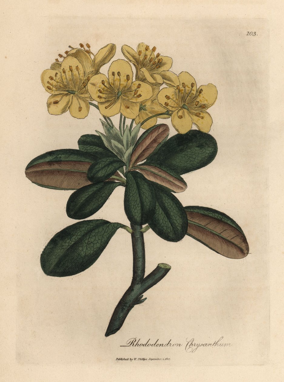 Sarı çiçekli ormangülü, Rhododendron krizantem by James Sowerby