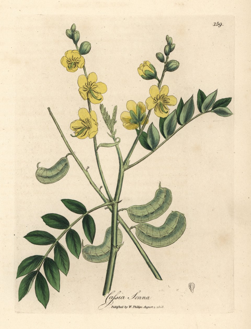 Sarı çiçekli sinameki veya tohum kabuklu Mısır cassia, Cassia senna by James Sowerby