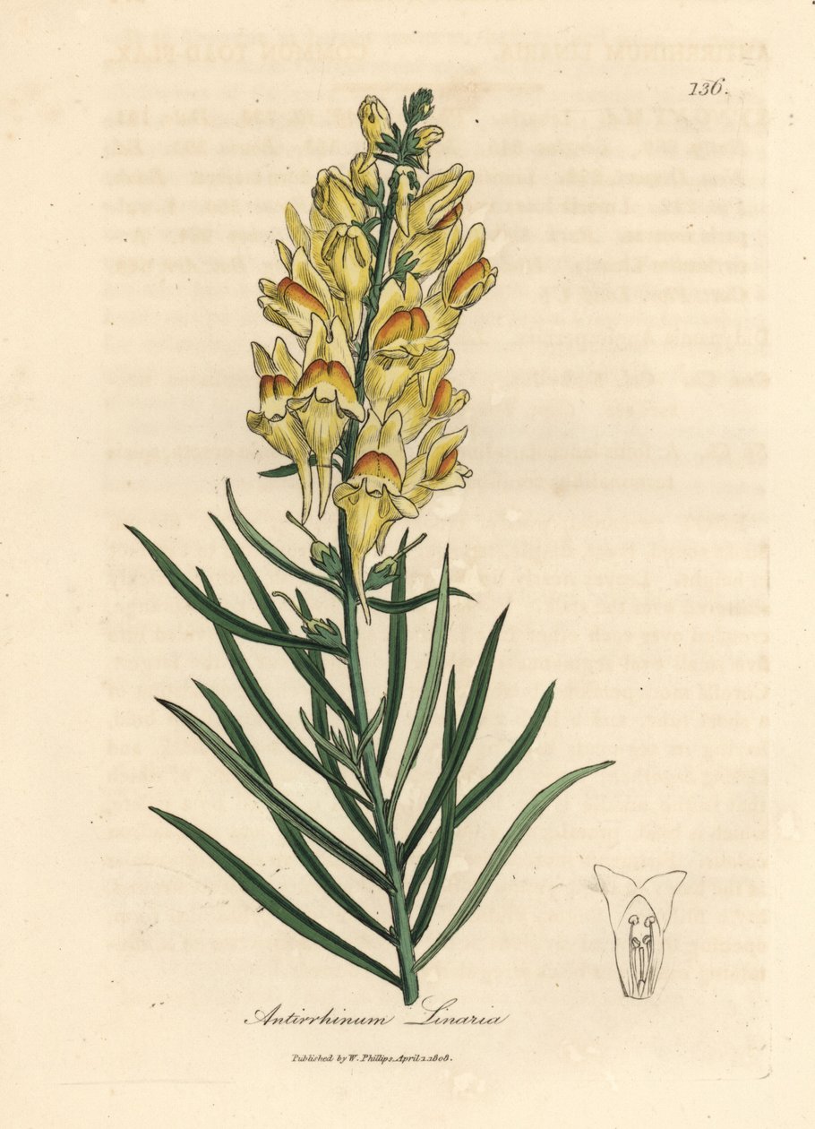 Sarı çiçekli aslanağzı, Antirrhinum linaria by James Sowerby