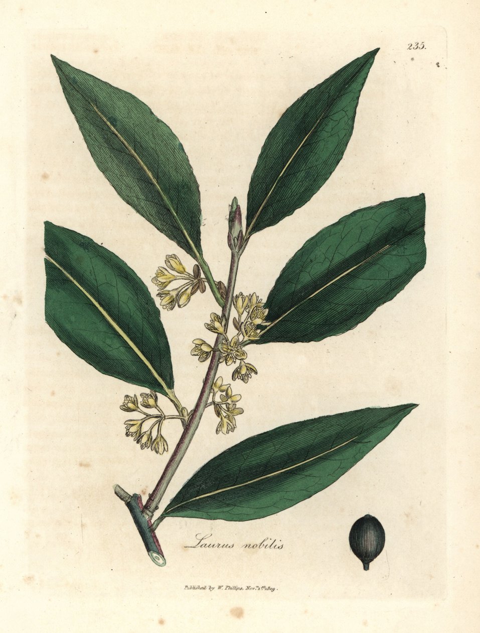 Sarı çiçekli tatlı defne yaprağı, Laurus nobilis by James Sowerby