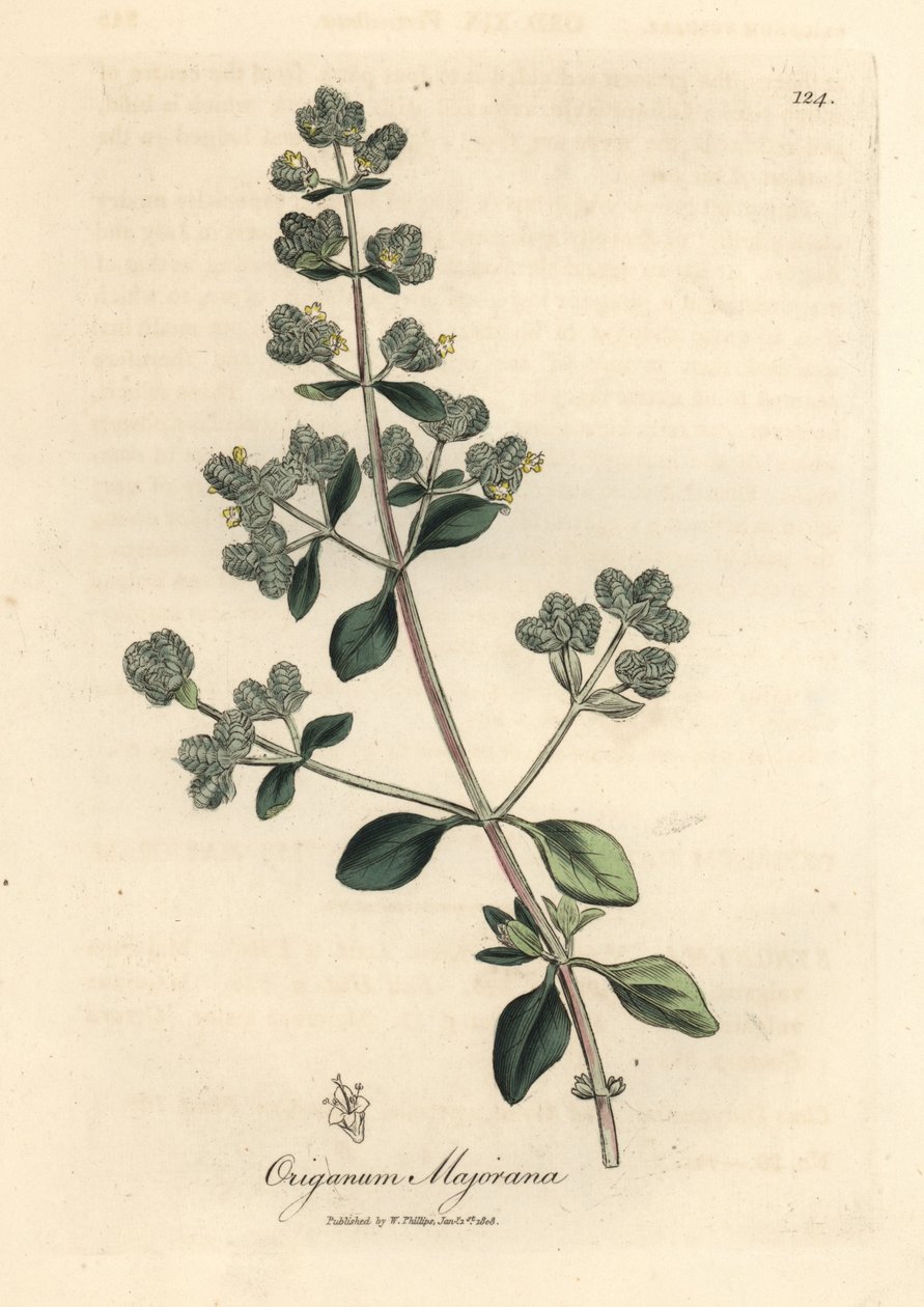 Sarı çiçekli tatlı mercanköşk, Origanum majorana by James Sowerby